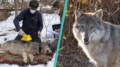 Mutant wolves from Chernobyl have started developing cancer-resilient abilities