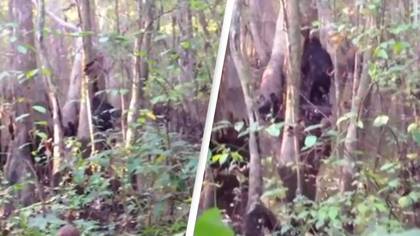 Man captures 'best footage ever recorded' after spotting 'Bigfoot' in the wild