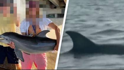 Teen receives death threats after baby dolphin he lifted out sea for Instagram photo dies