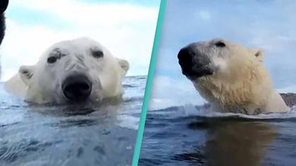 Incredible footage of polar bears in the sea exposes sad reality of species' future