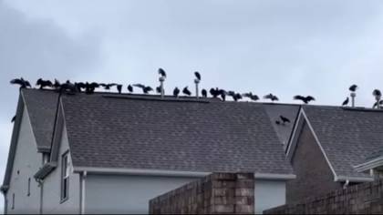 Man terrified after seeing 20 vultures gather on his neighbor's roof