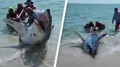 Terrifying moment beachgoers help shark back into ocean