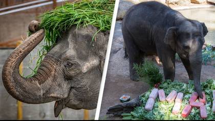 Mali, the 'world's saddest elephant', has died after living almost her entire life alone