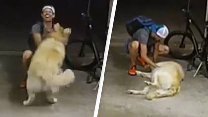 Burglar pauses robbery to play with homeowner's golden retriever