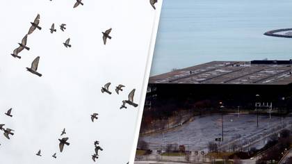 1,000 dead birds fall from the sky after ‘nightmare’ that activists warned about for decades