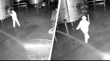 Intruder spills 60,000 litres of wine worth $2.7million after breaking into winery