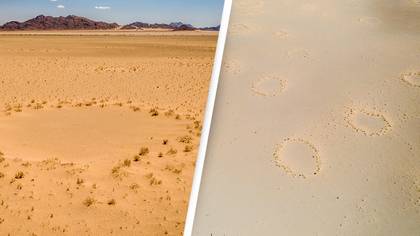 Mysterious 'fairy circles' have started appearing all over the world
