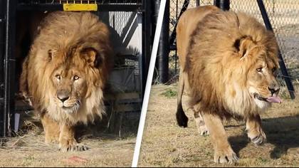 'World's loneliest lion' is finally free after sanctuary adopts him