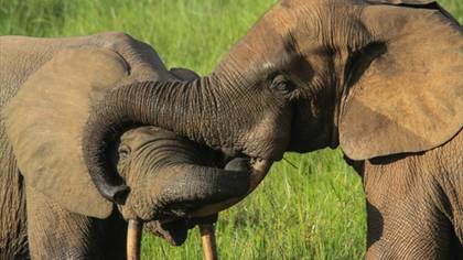 Notorious Elephant Poacher Sentenced To 30 Years In Jail In Landmark Case