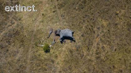 Shocking Photograph Of Butchered Elephant Shows True Horror Of Poaching 