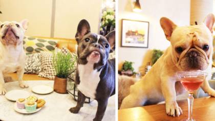 A ​French Bulldog Pop-Up Café Is Opening In London