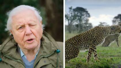 David Attenborough's Breaking Boundaries: The Science of Our Planet Just Dropped On Netflix