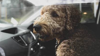 Charities Share Urgent Warning About Leaving Dogs In Cars