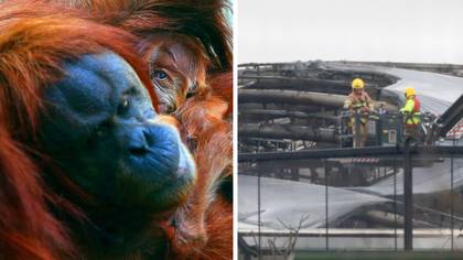 Chester Zoo Confirms A Number Of Animals Died In Heartbreaking Fire 