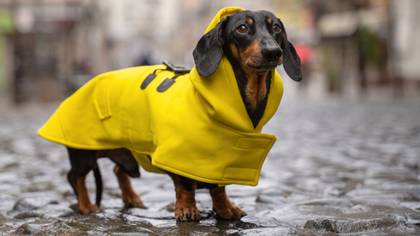 Primark Is Now Selling Adorable Rain Coats For Your Dog - Including Winnie The Pooh Jackets
