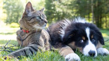 New Study Confirms Pet Owners Can Pass On Covid To Cats And Dogs