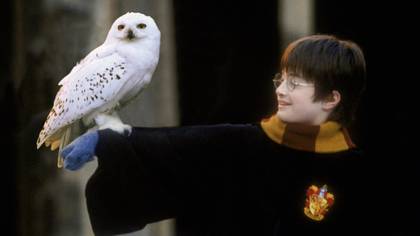 Someone Rewrote Harry Potter So Hedwig The Owl Doesn't Die