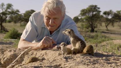 Watching A Lot Of David Attenborough Helps With Anxiety and Stress
