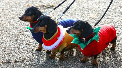 Hundreds Of Festive Sausage Dogs Had An Outing In Hyde Park 
