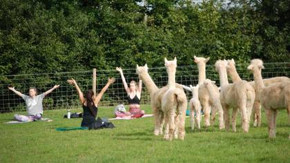 You Can Now Do Yoga In A Field Of Alpacas In The UK