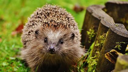 An Animal Rescue Charity Is Demanding A Ban On Aldi’s ‘Lethal’ Hedgehog Houses