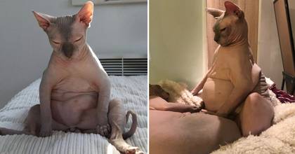 This Chonky Sphynx Cat Is Basically All Of Us In January