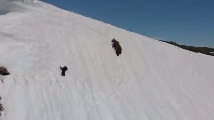 ​Baby Bear Struggles To Follow Mum Up Snowy Mountain