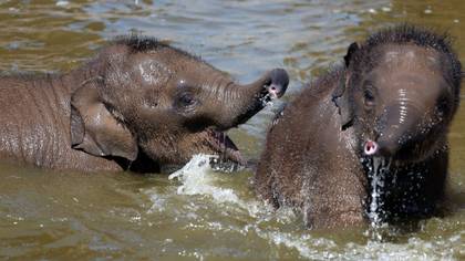 Two Baby Elephants Have Died After Contracting Virus At Chester Zoo