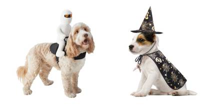 Halloween Costumes For Your Pets Are Here And They're Adorable