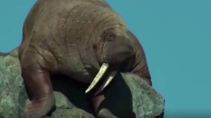 Viewers Heartbroken Over Walrus Scene In David Attenborough's 'Our Planet'
