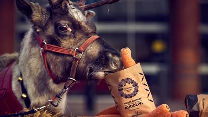 ​Morrisons Is Giving Away Free Wonky Carrots For Rudolph