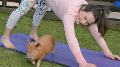 Pilates With Mini Pigs Sounds Like Our Kind Of Excercise
