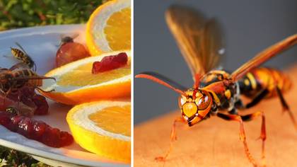 How To Get Rid Of Wasps When You're Eating Outside
