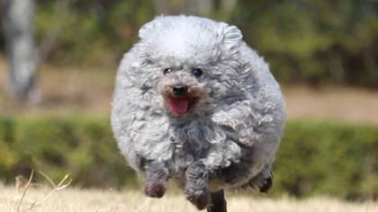 This Dog Groomer Turns Pups Into Adorable Balls Of Fluff