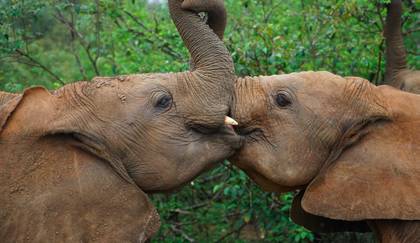David Attenborough Fans Will Love Sky’s New Series ‘Wild Animals Babies’ 