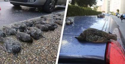 Hundreds Of Birds Fall Dead From The Sky ‘Like Rain’ In Mysterious Mass Death