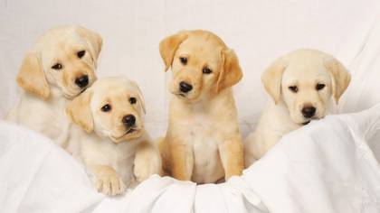 You Can Now Get Paid To Cuddle Puppies All Day