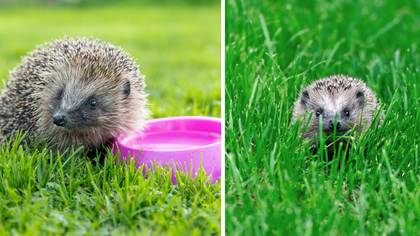 Simple Garden Hack Can Save Hedgehogs From Dying From Dehydration