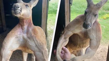 People are freaked out by how massive kangaroos are