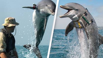US Navy has used dolphins for more than 60 years because technology doesn't come close to them