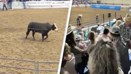 Terrified crowd react as bull escapes rodeo in heart-stopping footage