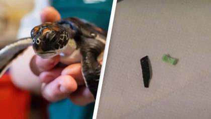 Tiny Baby Turtle Pooed Plastic For Six Days Straight