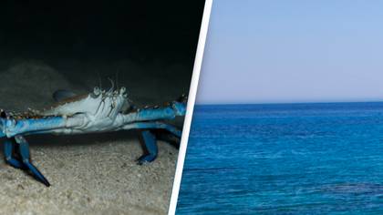 Blue alien crabs are invading the Mediterranean Sea