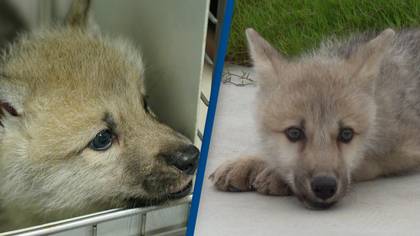 Scientists have cloned world's first Arctic wolf 26 years after Dolly the sheep was born