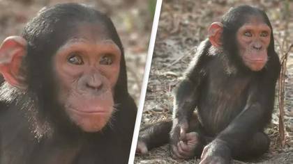 Three orphaned chimpanzees held hostage for six-figure ransom