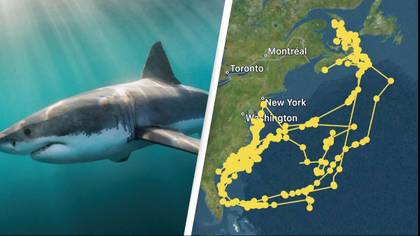 Great White Shark being tracked by GPS draws shape of Great White Shark