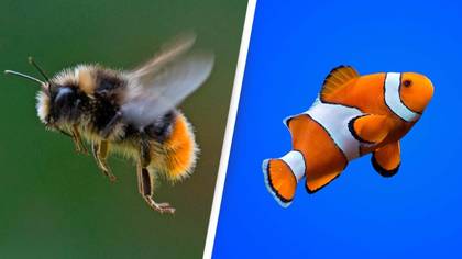 Bees Can Now Legally Be Fish, Judge Rules