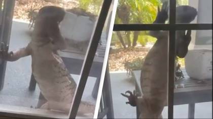 Mum terrified after massive lizard tries to break into son’s home