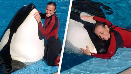 Horrifying moment orca came to viewing window with dead SeaWorld trainer in its mouth