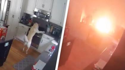 Dog Who Turned On Kitchen Stove Sets House On Fire